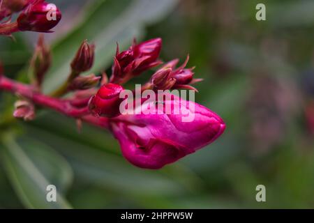 Una sola formica nera su un germoglio di fiori di peonia rosa Foto Stock