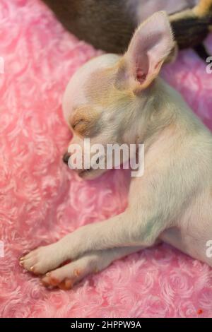 Bambino chihuahua dorme sul letto rosa Foto Stock