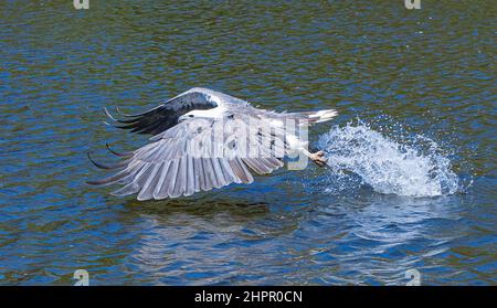 Aquila di mare dalle boule bianche (leucogaster di Haliaeetus) che inghiottita pesci, fiume Kalgan, Albany, Australia occidentale, WA, Australia Foto Stock