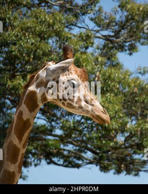 Primo piano di una splendida Giraffa (Giraffa), in piedi alto tra gli alberi sullo sfondo in luce brillante. Foto Stock