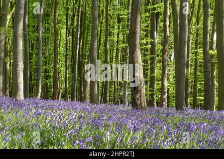 Un legno di Bluebell in primavera, Coton Manor Gardens, Northamptonshire, Regno Unito Foto Stock