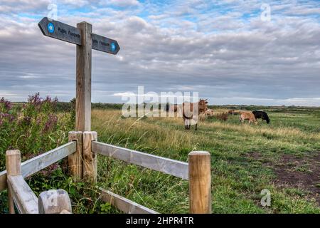 Sentiero pubblico attraverso il campo con mucche al pascolo. Foto Stock