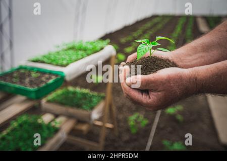 Mano di coltivatore che tiene una pianta giovane fresca. Coltivando nuova vita e la conservazione ambientale, ortaggi biologici locali in casa verde Foto Stock