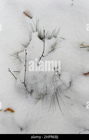 primo piano paesaggio invernale, erba e ramoscelli Foto Stock