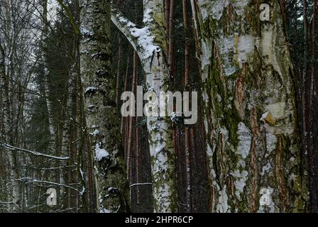 tre tronchi di alberi sullo sfondo della foresta - paesaggio invernale dalla foresta Foto Stock