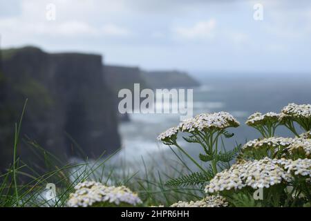 I fiori selvatici si chiudono sullo sfondo Cliff of Moher. Fiori bianchi. Oceano e cielo blu con alcune nuvole. Estate. Irlanda Foto Stock