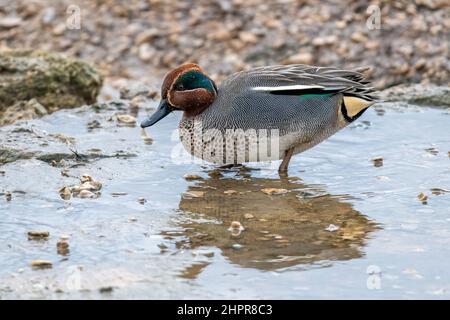 Maschio Teal ad ala verde (Anas carolinensis) Foto Stock