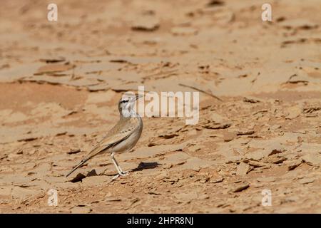 Il più grande hoopoe-lark (Alaemon alaudipes) è un uccello passerino che è un allevamento residente di regioni aride, desertiche e semi-desertiche dal Capo Ver Foto Stock