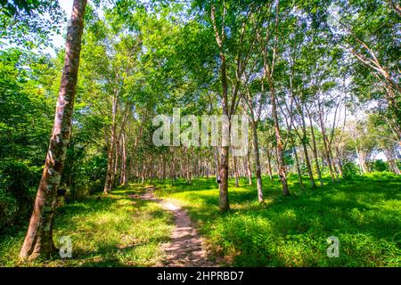Para foresta di alberi di gomma con sole leggero industria agricola Foto Stock