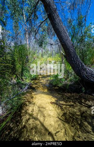 Acqua dolce limpida su sabbia bianca, Seary's Creek, Cooloola Recreation Area, Rainbow Beach, Queensland, Australia Foto Stock