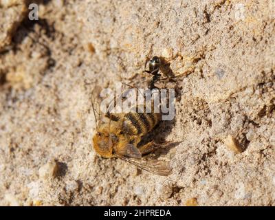 Formiche rocciose a bande bianche/crepusciose (Formica fusca) che trascinano l'ape mineraria di Heather (Andrena fuscipes) su un pendio sabbioso verso il loro nido nella brughiera del Dorset Foto Stock