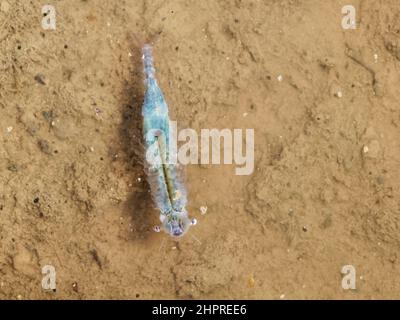 Fata Shrimp (Chirocephalus diafanus) femmina con un ovocella visibile, nuoto in una pozzanghera in canottiere, Salisbury Plain, Wiltshire, UK, settembre. Foto Stock