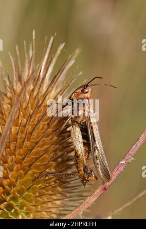 Grasshopper di campo (Chorthippus brunneus) ucciso da un fungo patogeno (Entomophaga grylli) che si aggrappa ad una testa di prugne di Teasel, Somerset, Inghilterra, UK, Sept Foto Stock