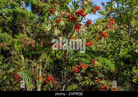 Arbusti di cenere selvaggia di montagna, Sorbus aucuparia, pieno di frutti di bosco rowan maturi a metà estate. Foto Stock