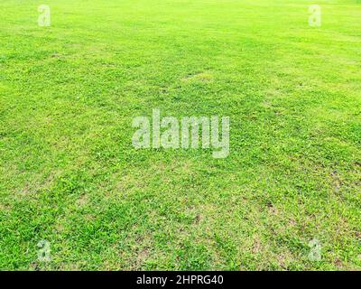 Green meadow grass field for football. grass green background. fresh spring grass. Foto Stock