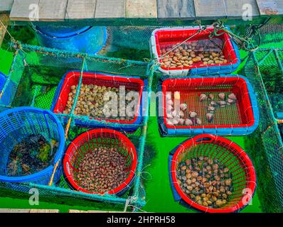 Frutti di mare, vongole e gamberi Mantis al ristorante Be Bon Thinh, quartiere Dong Hua. Foto Stock