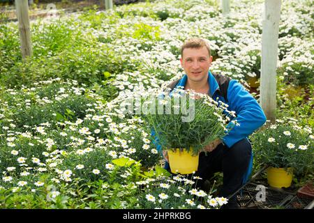 Uomo orticulturista durante il giardinaggio con camomilla bianca in pentole Foto Stock