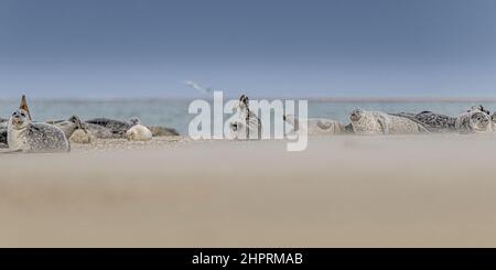 Les phoques de la Baie de Somme, fronte au Hourdel et vus du Crotoy. Foto Stock