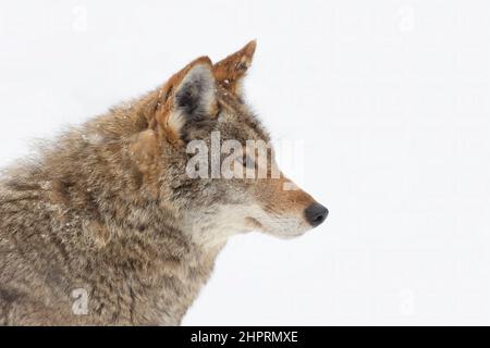 Un coyote solone (Canis latrans) closeup nella neve d'inverno in Canada Foto Stock