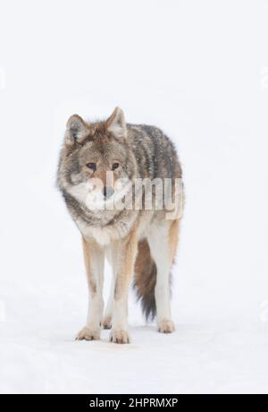 Un lone coyote (Canis latrans) isolato su sfondo bianco a piedi e la caccia in inverno la neve in Canada Foto Stock