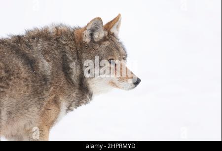 Un coyote solone (Canis latrans) closeup nella neve d'inverno in Canada Foto Stock