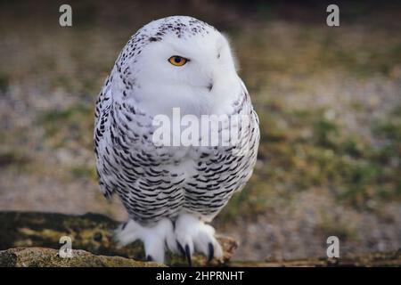 un gufo bianco nevoso siede a terra Foto Stock