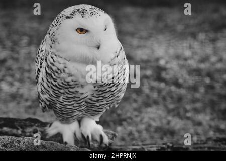 un gufo bianco nevoso siede a terra Foto Stock