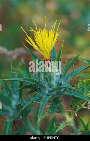 Closeup sul Thistle di lanatus di lanatus di lanatus del lucoolly spinoso, una pianta invasiva alla California, Stati Uniti Foto Stock