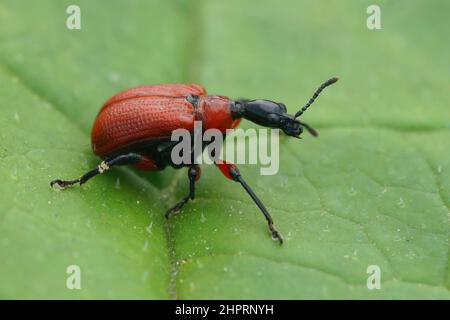 Primo piano su un piccolo coleottero rosso a foglia di nocciolo, Apoderus coryli seduto su una foglia verde Foto Stock