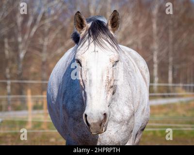 Immagine del cavallo bianco si muove verso la macchina fotografica presso la fattoria rurale Foto Stock