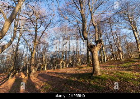 faggeta nei paesi baschi sul monte urkiola in provincia di vizcaya Foto Stock