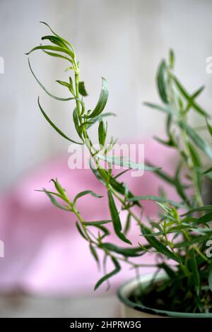 Erbe fresche, dragoncello foto Janerik Henriksson / TT code10010 Foto Stock