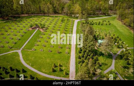Vista aerea di un nuovo frutteto sul terreno di Plush con un'area salotto in una splendida giornata estiva Foto Stock