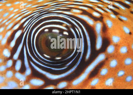 Occhio di un pesce puffer mappa, occhi di pesci tropicali, filippine, Asia Foto Stock