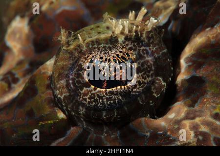 Occhio di un pesce di coccodrillo, occhi di pesci tropicali, filippine, Asia Foto Stock