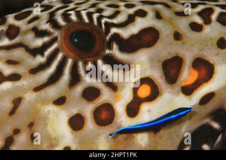 Occhio di un pesce puffer mappa, occhi di pesci tropicali, filippine, Asia Foto Stock