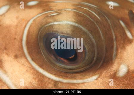 Occhio di un pesce palloncino, Tropical Fish Eyes, filippine, Asia Foto Stock