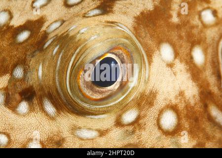 Occhio di un pesce palloncino, Tropical Fish Eyes, filippine, Asia Foto Stock