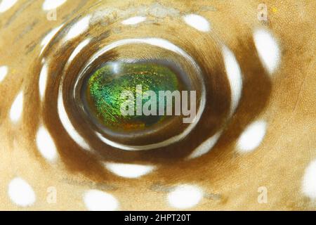 Occhio di un pesce palloncino, Tropical Fish Eyes, filippine, Asia Foto Stock