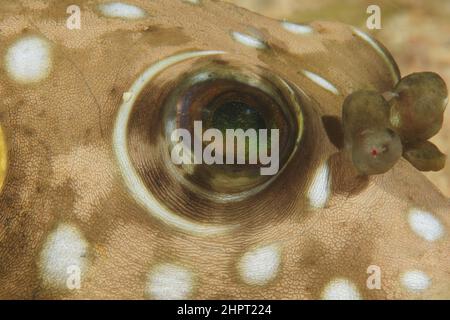 Occhio di un pesce palloncino, Tropical Fish Eyes, filippine, Asia Foto Stock