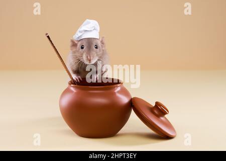 Un ratto domestico in un cappello dello chef cucina il cibo in una pentola. Foto di alta qualità Foto Stock