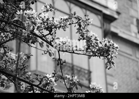 Primavera a Parigi. Albero Sakura in fiore e tipico edificio Parigino. Foto storica in bianco e nero. Foto Stock