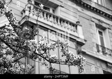 Primavera a Parigi. Albero Sakura in fiore e tipico edificio Parigino. Foto storica in bianco e nero. Foto Stock