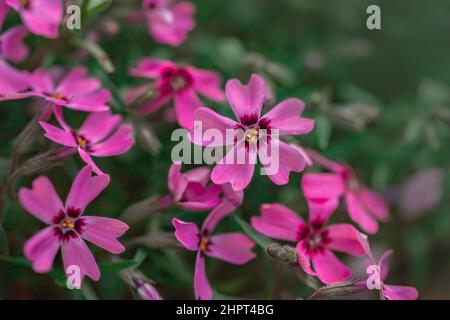 Macro foto natura lilla selvatica Phlox subulata fiore. Texture sfondo fiore Phlox subulata fiore selvatico. L'immagine di una pianta che fiorisce lilla viola Foto Stock