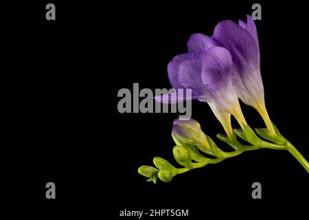 Fiore viola freesia macro isolato su sfondo nero. Il ramo di freesia con fiori e germogli Foto Stock