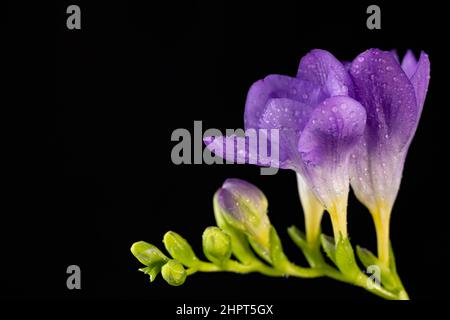 Fiore viola freesia con gocce di rugiada, macro isolato su sfondo nero. Il ramo di freesia con fiori, gemme Foto Stock