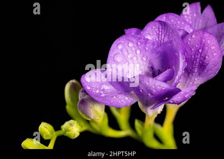 Fiore viola freesia con gocce di rugiada, macro isolato su sfondo nero. Il ramo di freesia con fiori, gemme Foto Stock