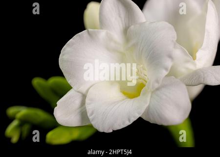 Fiore bianco freesia, macro isolato su sfondo nero. Il ramo di freesia con fiori, gemme, primo piano Foto Stock