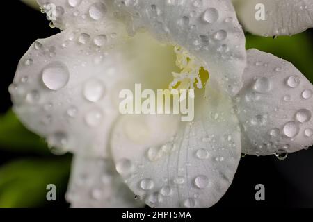 Fiore bianco di freesia con gocce di rugiada, macro isolato su sfondo nero. I primi fiori primaverili si avvicinano. Foto Stock