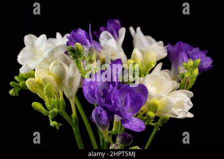 Bouquet di fiori di colore bianco e viola, con gocce di rugiada, macrosolante isolato su sfondo nero. Il ramo di freesia con fiori, gemme. Presto Foto Stock